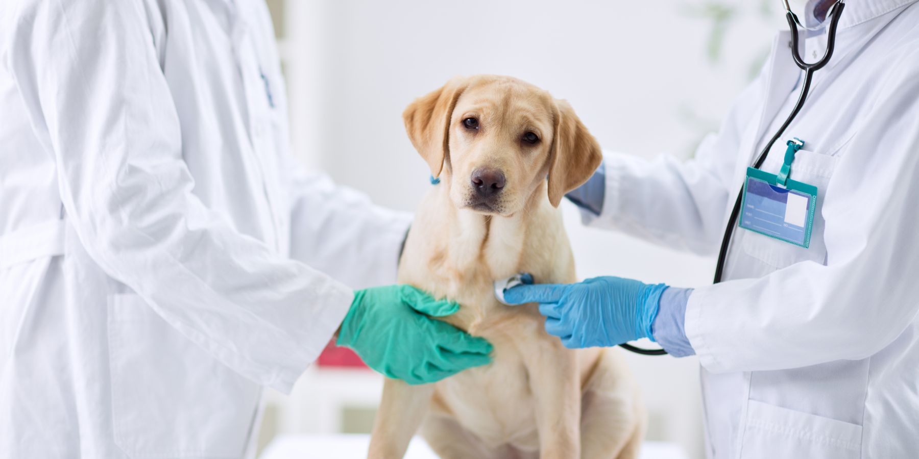 Navigating Pet Emergencies: A Quick Guide for Pet Owners